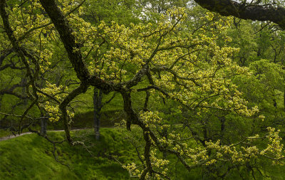 Sprouting Greens