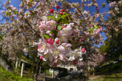 Apple Blossoms