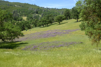 Purple Vetch