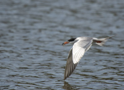 Forsters Tern