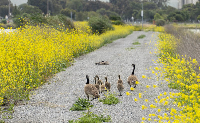 A Family stroll