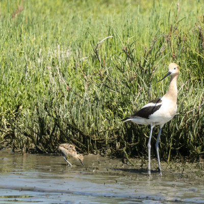 An Avocet Chick