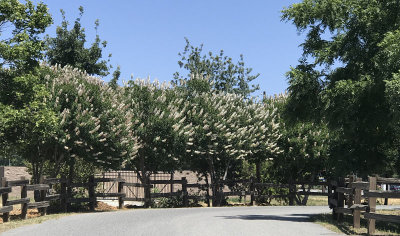 Flowering California Buckeye