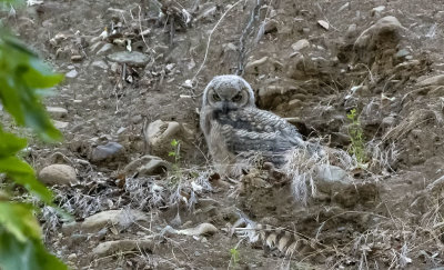 Teen Great Horned Owl