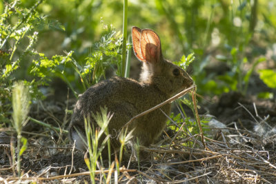 Rabbit ears