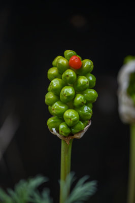 First red berry