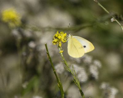 Cabbage White Butterfly