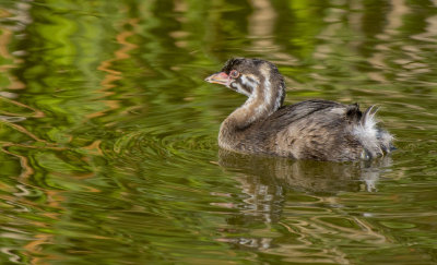 Juvenile Pied-Billed Grieb