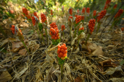 A forest of orange berries