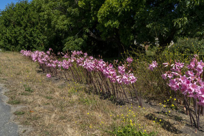 Amaryllis Belladonna