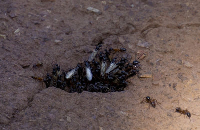 Winged Male Carpenter Ants