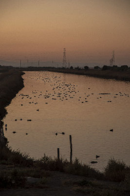 Sunset Feeding Frenzy