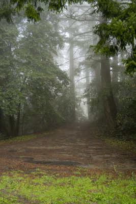 Redwoods Rain