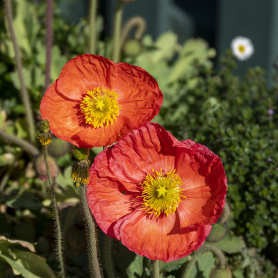 Poppies