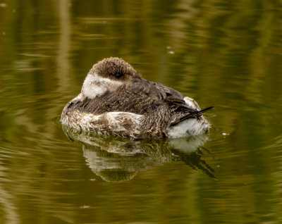 Napping Ruddy Duck