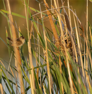 A Marsh Wren and her nest