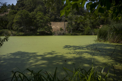 A green pond