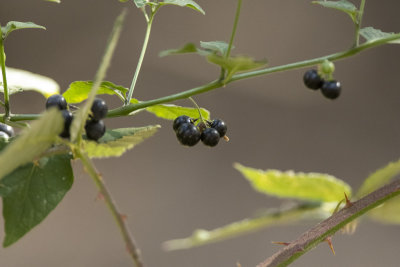 Black Nightshade