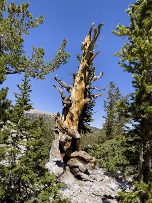 An ancient Bristle cone pine tree