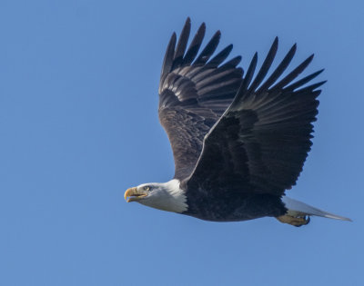 A Bald Eagle