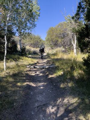On the Lehman Creek trail