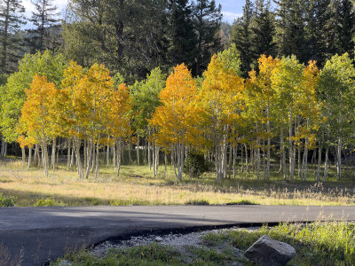 Aspens at the campgrounds