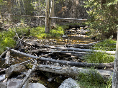 Meeting the Lehman Creek