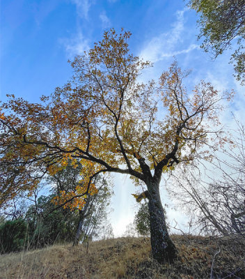 Colorful Black Oak