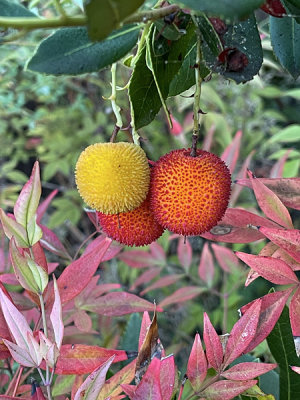 The edible fruit of the Strawberry Tree