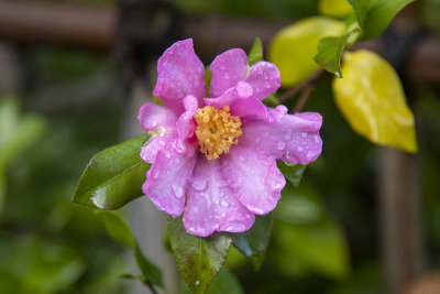 Soggy Camellia