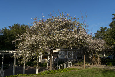 The Apple Tree flowering