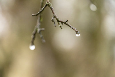 Dew Drops - Ohlone Wilderness Trail