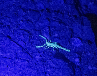 The glowing tiny Scorpion