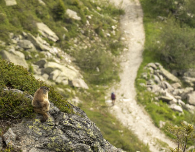 Marmot watching the trails
