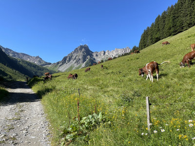 More alpine cows
