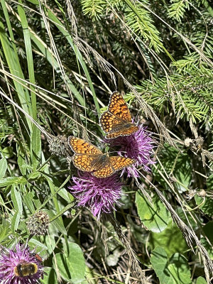 Fritillary butterfly