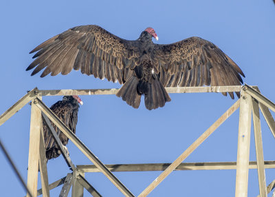 Sunning Turkey Vulture