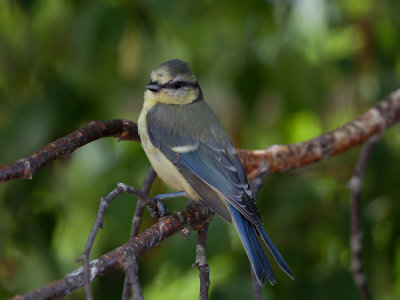 Jeune msange bleue