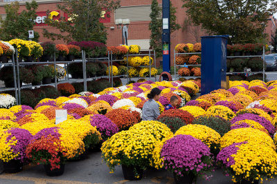 Chrysanthmes