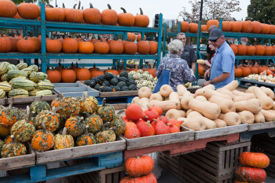 Le march aux courges