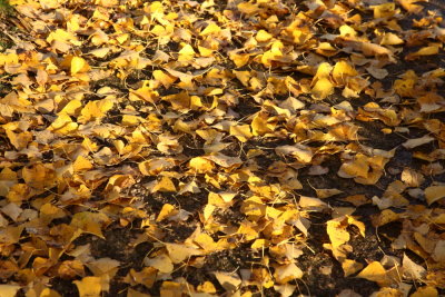 Tapis d'or