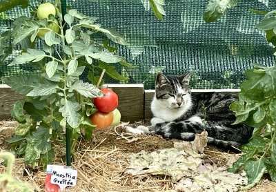 La gardienne de tomates 