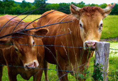 vaches aubigne