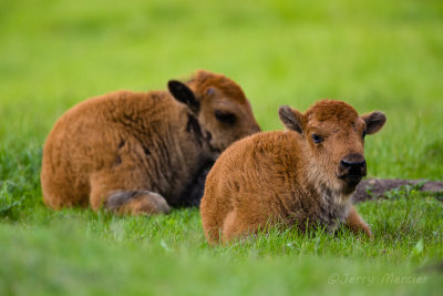 American bison