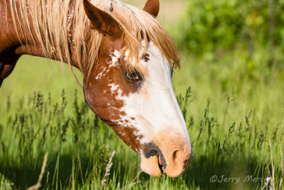 Wild Horses II