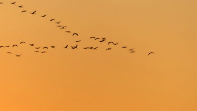 Kraniche - Cranes - Grus grus