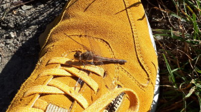 Dragon fly on yellow shoe