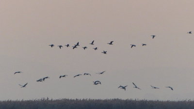 Grey geese and cranes 
