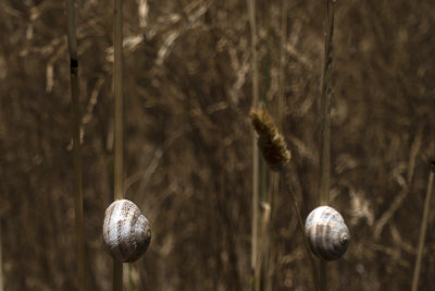 Snail and grass