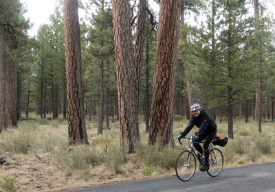 Ponderosa descent